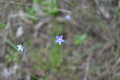Wahlenbergia gracilis