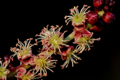 Sclerocarya birrea caffra