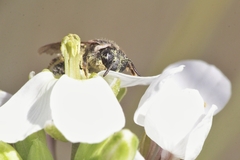 Pseudapis diversipes