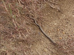 Ophisaurus attenuatus