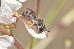 Pseudapis diversipes