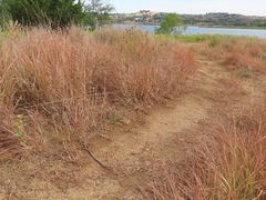 Ophisaurus attenuatus