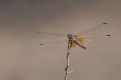 Trithemis arteriosa