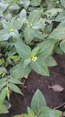 Calyptocarpus vialis