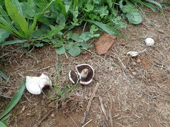 Agaricus campestris