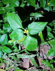 Calyptocarpus vialis
