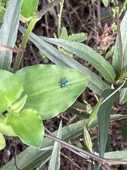 Condylostylus mundus