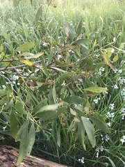 Eucalyptus pauciflora