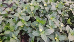 Calyptocarpus vialis