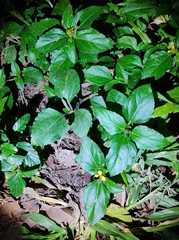 Calyptocarpus vialis