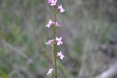 Stylidium graminifolium