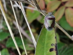 Piezodorus lituratus