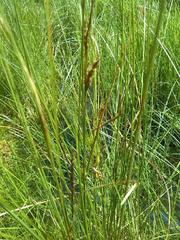 Carex lasiocarpa