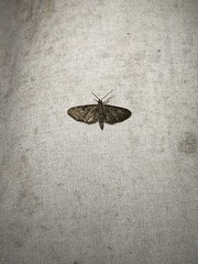 Eupithecia miserulata