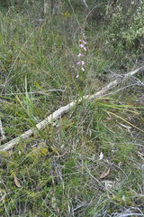 Stylidium graminifolium