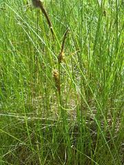 Carex lasiocarpa