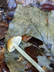 Omphalotaceae