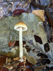Omphalotaceae