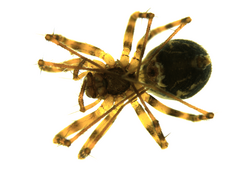 Lepthyphantes minutus