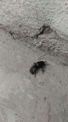 Creophilus maxillosus