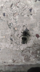 Creophilus maxillosus