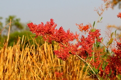 Rumex usambarensis