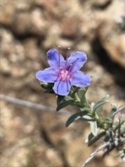 Lobostemon echioides