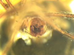 Lepthyphantes minutus