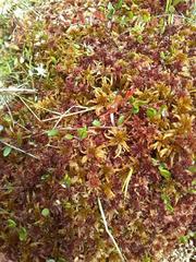 Sphagnum austinii