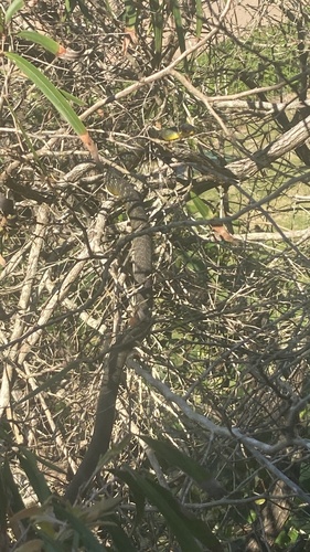 Common Tree Snake sighting