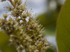 Terminalia elliptica