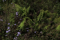 Christella dentata