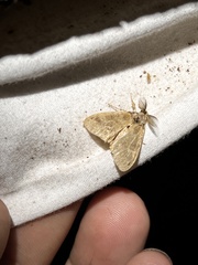 Dasychira vagans