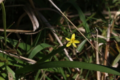 Tricoryne elatior
