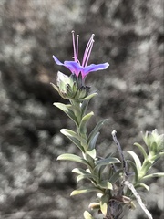 Lobostemon echioides