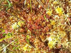 Sphagnum rubellum