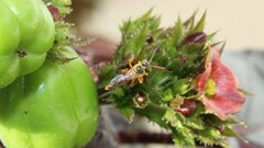 Tetragonisca angustula