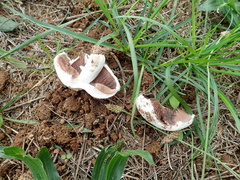 Agaricus campestris