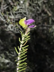 Polygala teretifolia