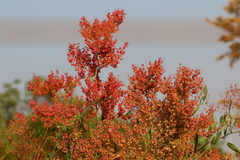 Rumex usambarensis