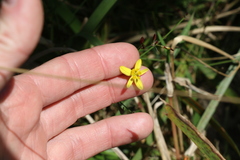 Tricoryne elatior