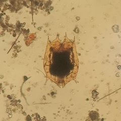 Brachionus calyciflorus