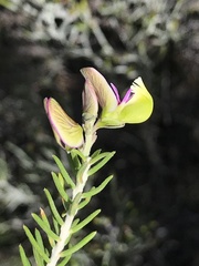Polygala teretifolia