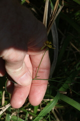 Tricoryne elatior