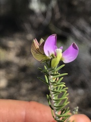 Polygala teretifolia