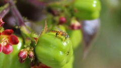 Tetragonisca angustula