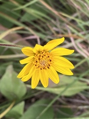 Helianthus occidentalis