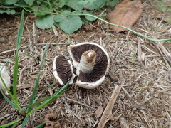 Agaricus campestris