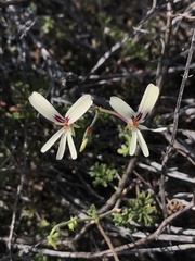 Pelargonium trifidum