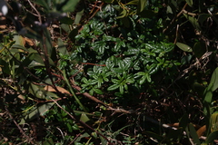 Zieria prostrata